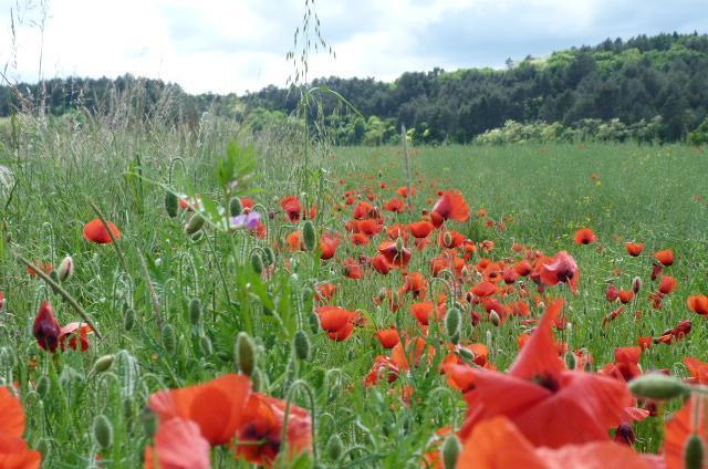 Le Repos Coquelicot Bed and Breakfast Montillot Buitenkant foto