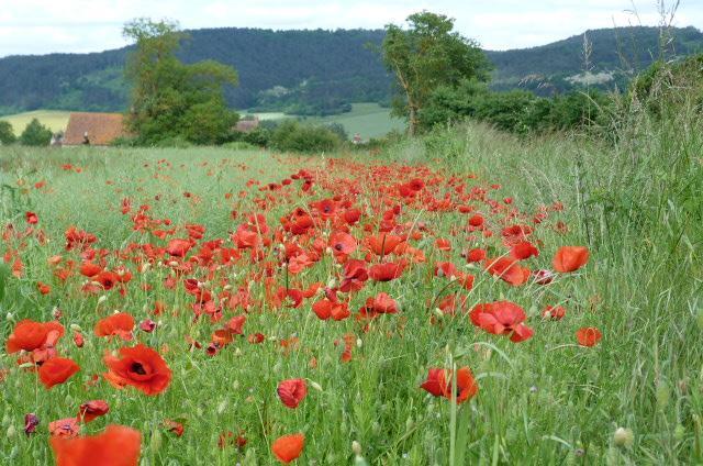 Le Repos Coquelicot Bed and Breakfast Montillot Buitenkant foto